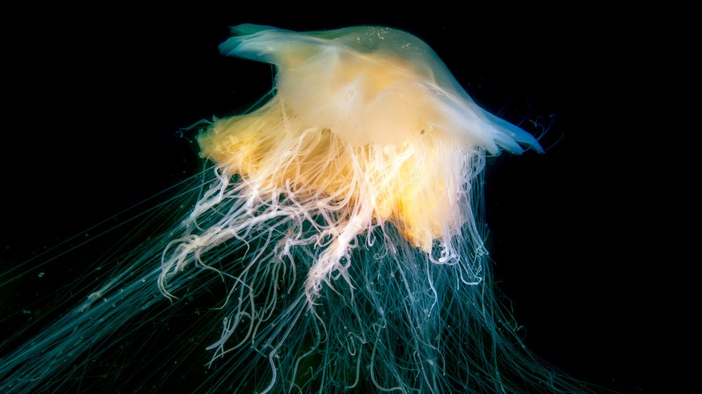 Bild på brännmanet.