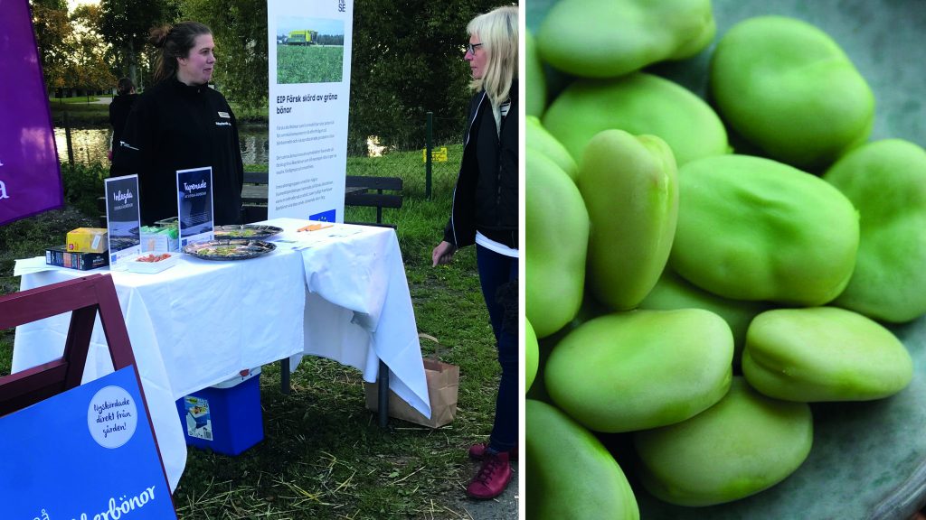 Vid provsmakningarna har man fått övervägande positiva reaktioner och många är nyfikna på åkerbönor som råvara. Foto: Sofie Bertilsson.