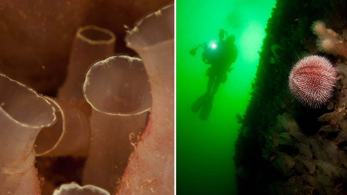 En bilden visar sjöpung, den andra bilden en dykare i silhuett i bakgrunden och i förgrunden en röd sjöborre.