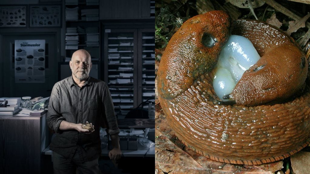 Ted von Proschwitz som är VGR:s snigelexpert berättar att mördarsniglarna lockats fram av det milda vädret. Foto: Ian Schemper och Naturhistoriska museet.