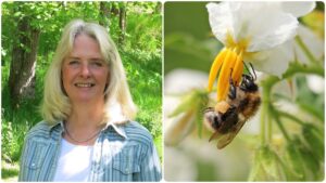Eva-Lena Larsson och ett bi i en blomma