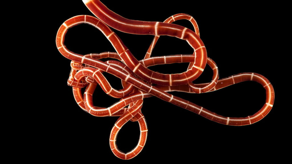 Röd julklappsmask Foto: Fredrik Pleijel/ SLU Artdatabanken