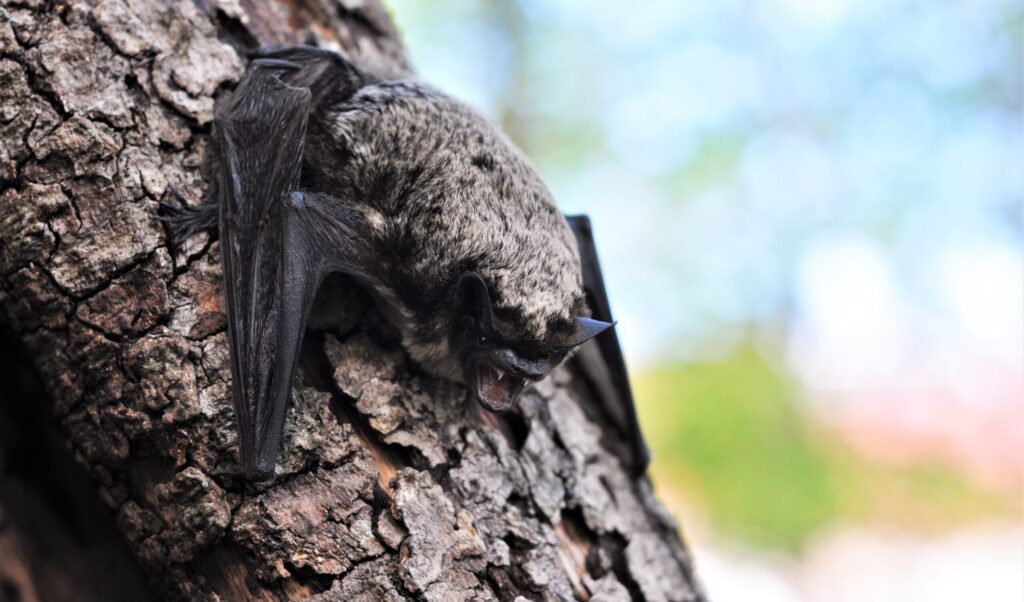 Gråskimlig fladdermus