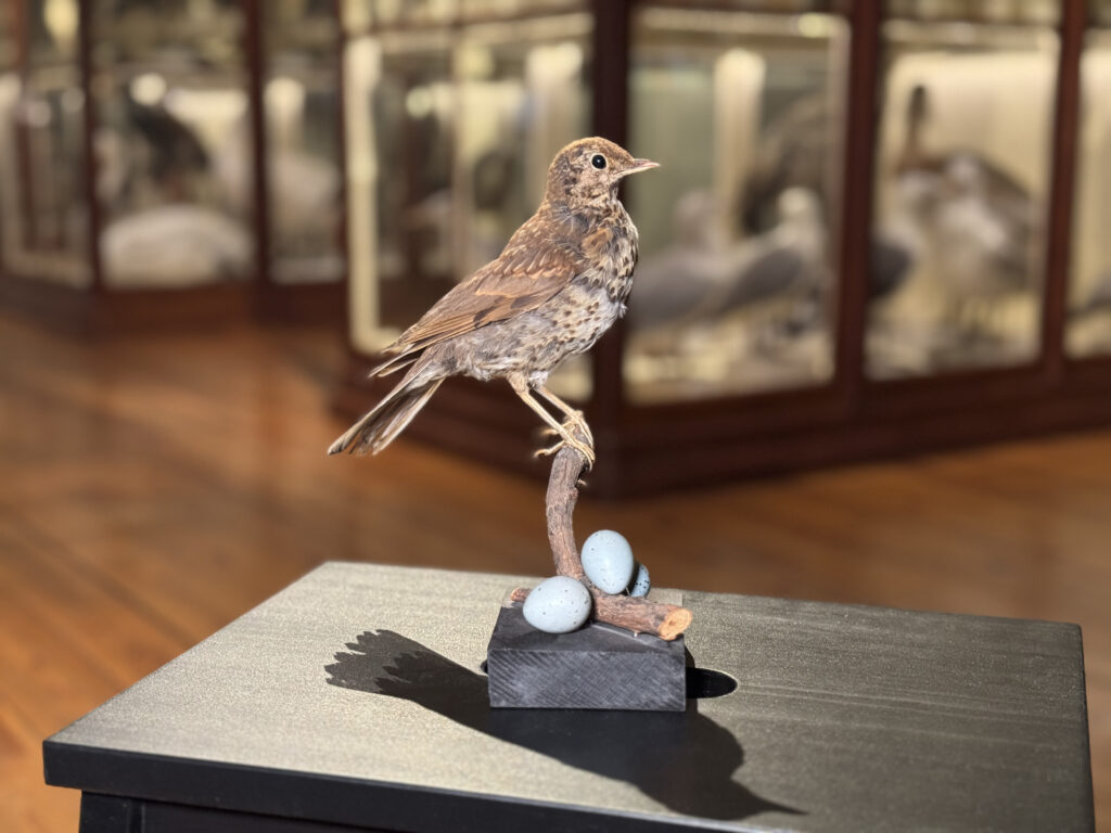 Fågel och påskägg