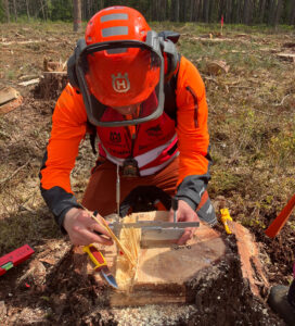 domare mäter stubbe