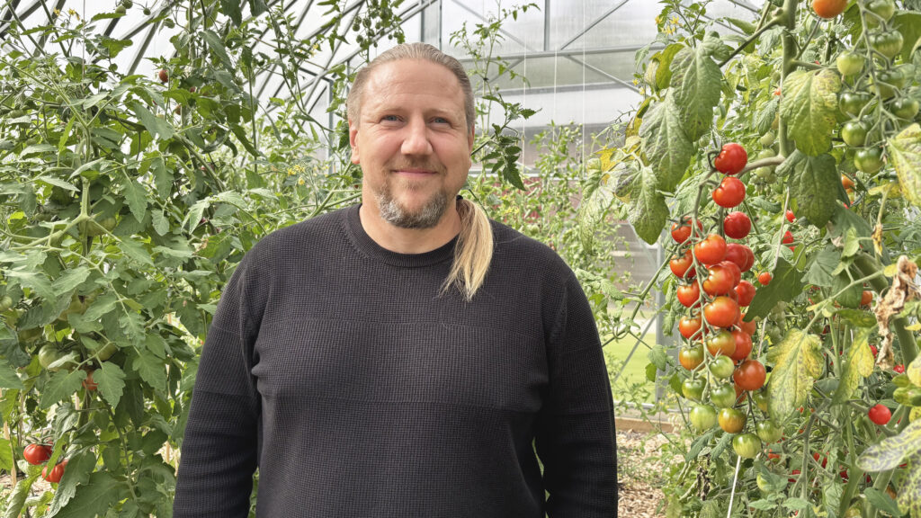 Man omgiven av tomatplantor.