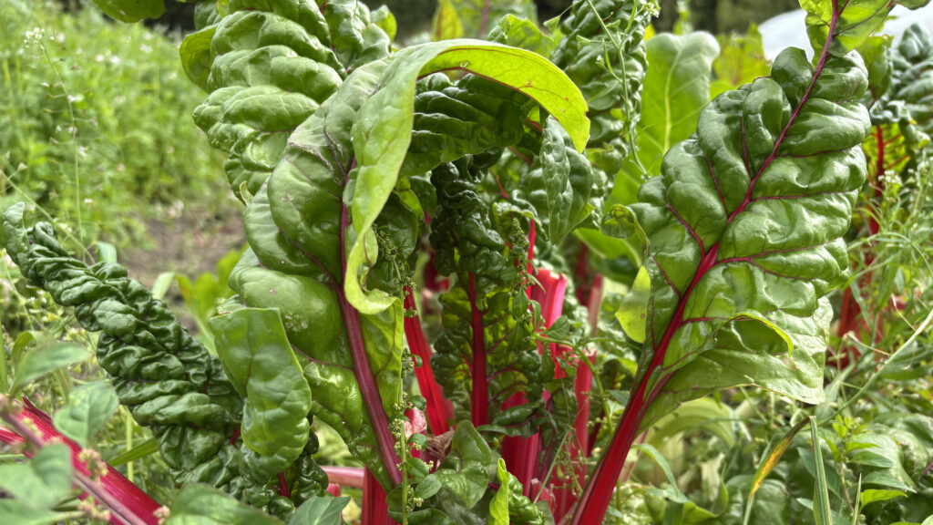 Närbild på växten mangold.