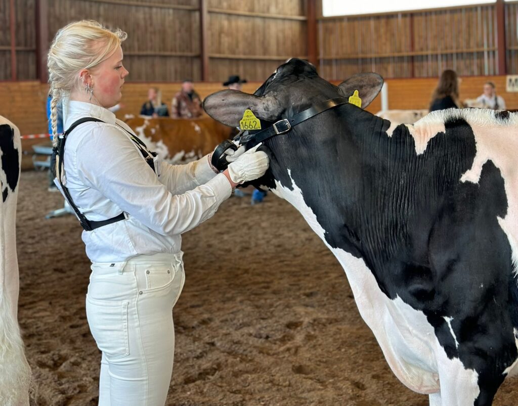 En kvinna står i närheten av en ko.