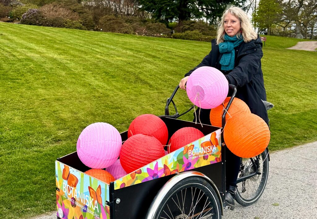 Maria Sjöstedt, evenemangsledare på Botaniska trädgården, sitter på en cykel lastad med utsmyckningar till Hanamifirandet